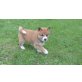Shiba Inu Welpen zum verkauf, Shiba Inu - Rüde