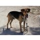 Shiby, liebevoller Rüde, Schäferhund - Mix - Rüde