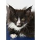 Shico, Maine Coon - Kater