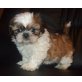 Shih Tzu Babys, Shih Tzu Welpen - Rüde
