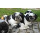 Shih Tzu Brüder, Pflegestelle Niederösterreich Welpen - Rüde