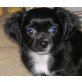 Shih-Tzu Chihuahua Mix Welpen - Hündin