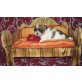 Shih-Tzu/Chihuahua Welpen - Hündin