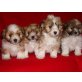 Shih-Tzu/Havaneser Welpen - Hündin