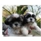 Shih Tzu - Hündin