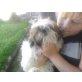 Shih Tzu - Hündin