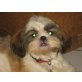 Shih Tzu - Hündin