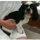 Shih Tzu - Hündin
