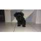 Shih Tzu - Hündin