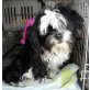 Shih Tzu - Hündin