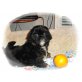 Shih Tzu - Hündin