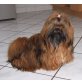 Shih Tzu - Hündin