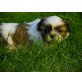 Shih Tzu - Hündin