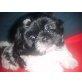 Shih Tzu - Hündin