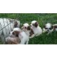 Shih Tzu - Hündin