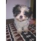 Shih Tzu - Hündin