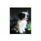 Shih Tzu - Hündin