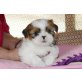 Shih Tzu - Hündin