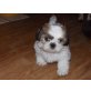 Shih Tzu - Hündin