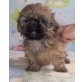 Shih Tzu - Hündin