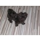 Shih Tzu - Hündin