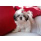 Shih Tzu - Hündin