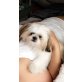 Shih Tzu - Hündin