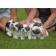 Shih Tzu - Hündin