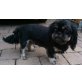 Shih Tzu - Hündin
