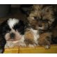 Shih Tzu - Hündin