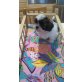 Shih Tzu - Hündin