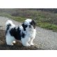 Shih Tzu - Hündin