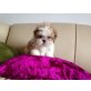 Shih Tzu - Hündin