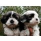 Shih Tzu - Hündin