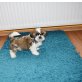 Shih Tzu - Hündin