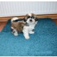 Shih Tzu - Hündin