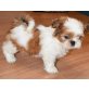 Shih Tzu - Hündin