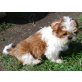 Shih Tzu - Hündin