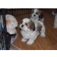Shih Tzu Hündin mit Ahnentafel vom VDH/FCI, Shih Tzu - Rüde