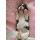 Shih Tzu-Lhasa Apso - Hündin