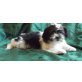 Shih-Tzu Malteser, Hybrids - Hündin