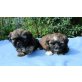 Shih-Tzu/Malteser Welpen - Rüde