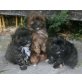Shih-Tzu Malteser X Zwergpudel Welpen Welpen - Rüde