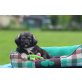 Shih Tzu Mischlingswelpe Welpen - Hündin