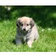 Shih Tzu - Pinscher Mischlingswelpen Welpen - Hündin