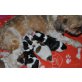 Shih Tzu / Pudel  - Rüde