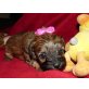 Shih Tzu / Pudel mit Pudel= SHIHPOO - Hündin