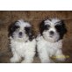 Shih Tzu - Rüde