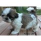 Shih Tzu - Rüde
