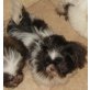 Shih Tzu - Rüde